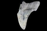 Partial, Fossil Megalodon Tooth #89414-1